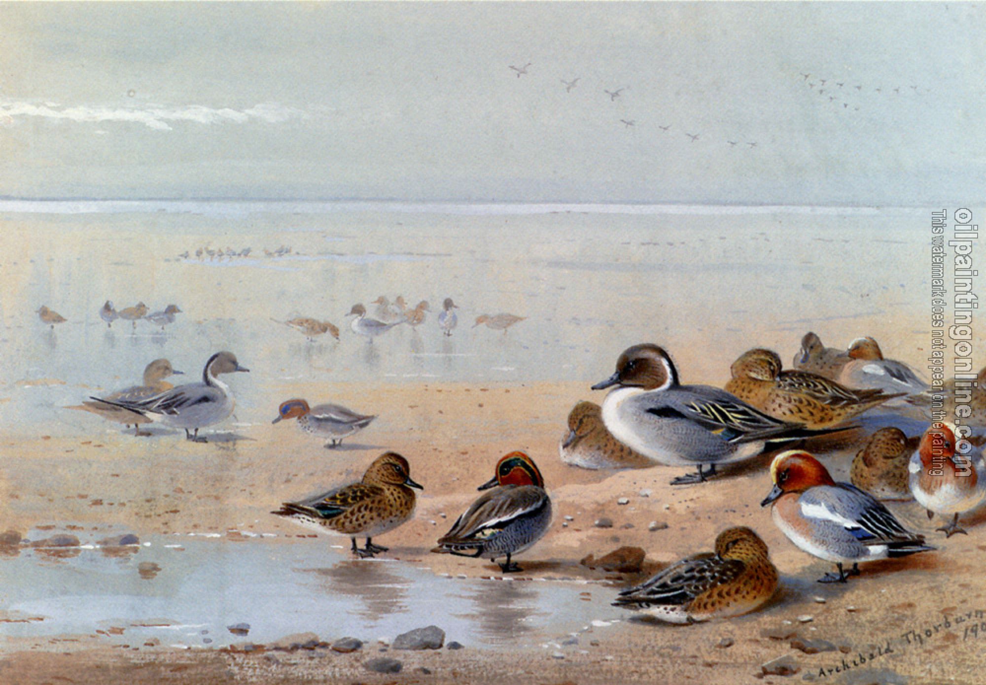 Thorburn, Archibald - Pintail Teal And Wigeon On The Seashore